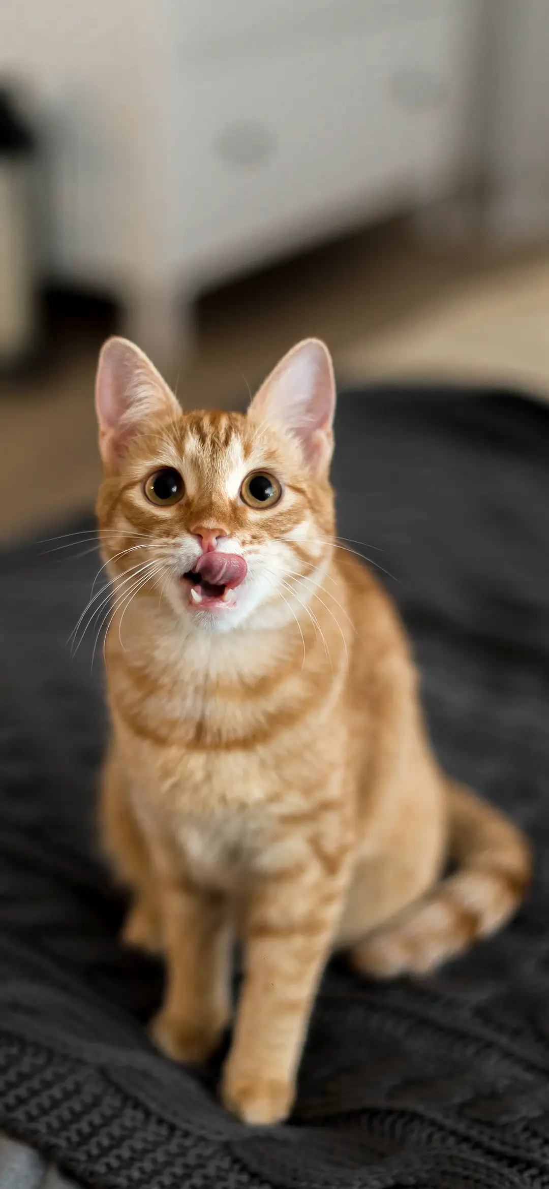 猫咪出没-拍信图库