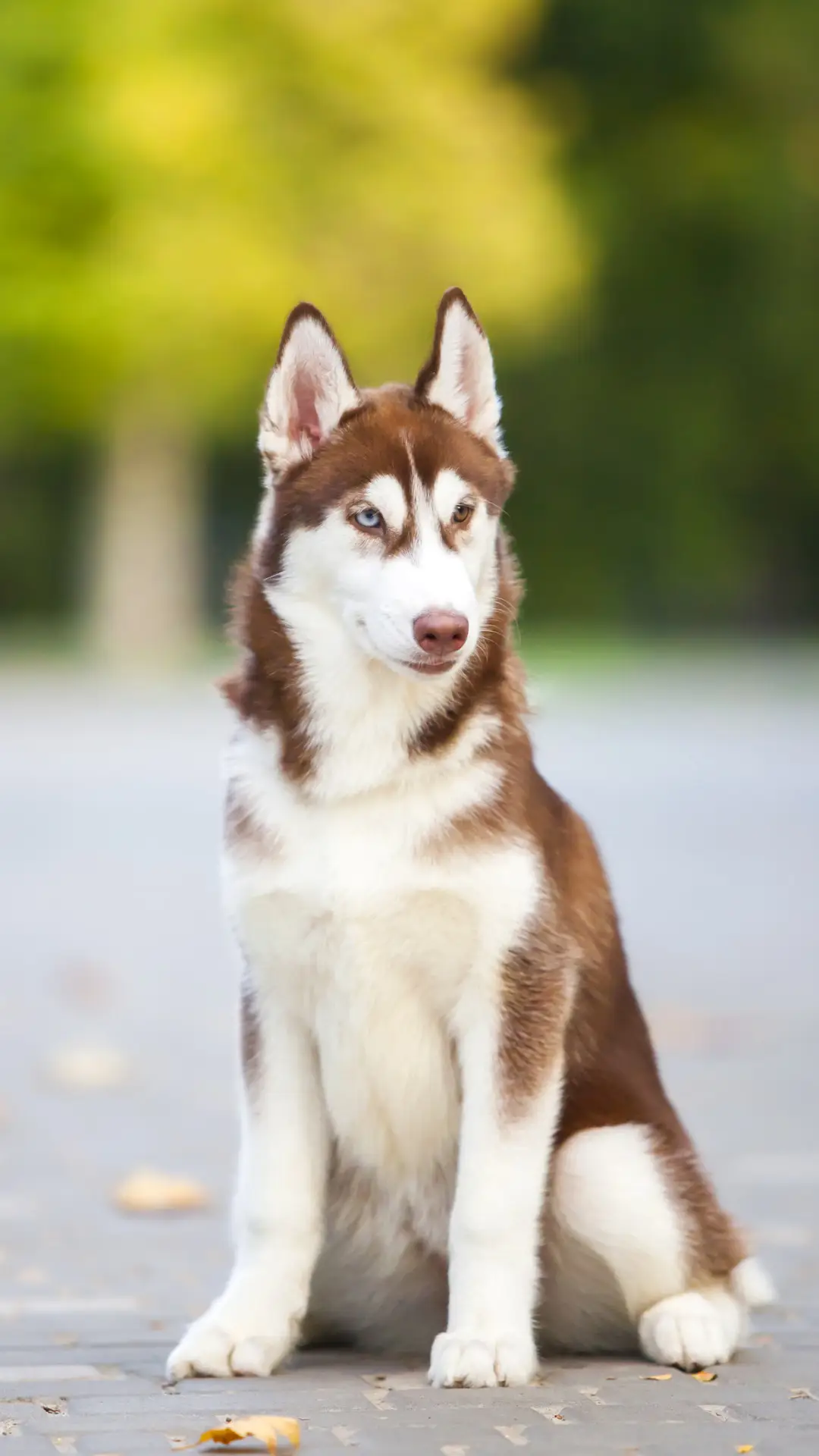 狗狗也有分离焦虑