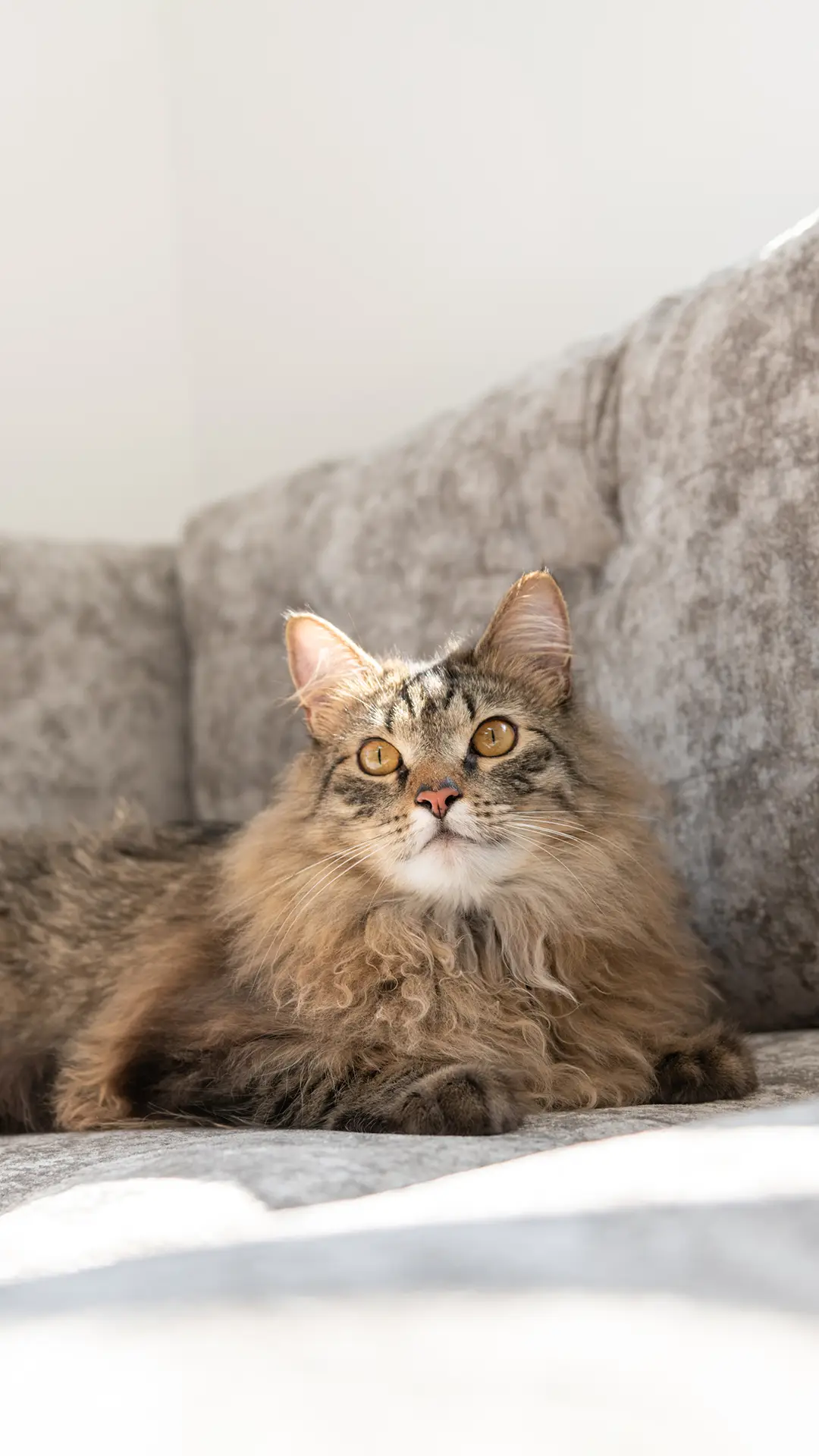 你家猫主子疯狂掉毛吗