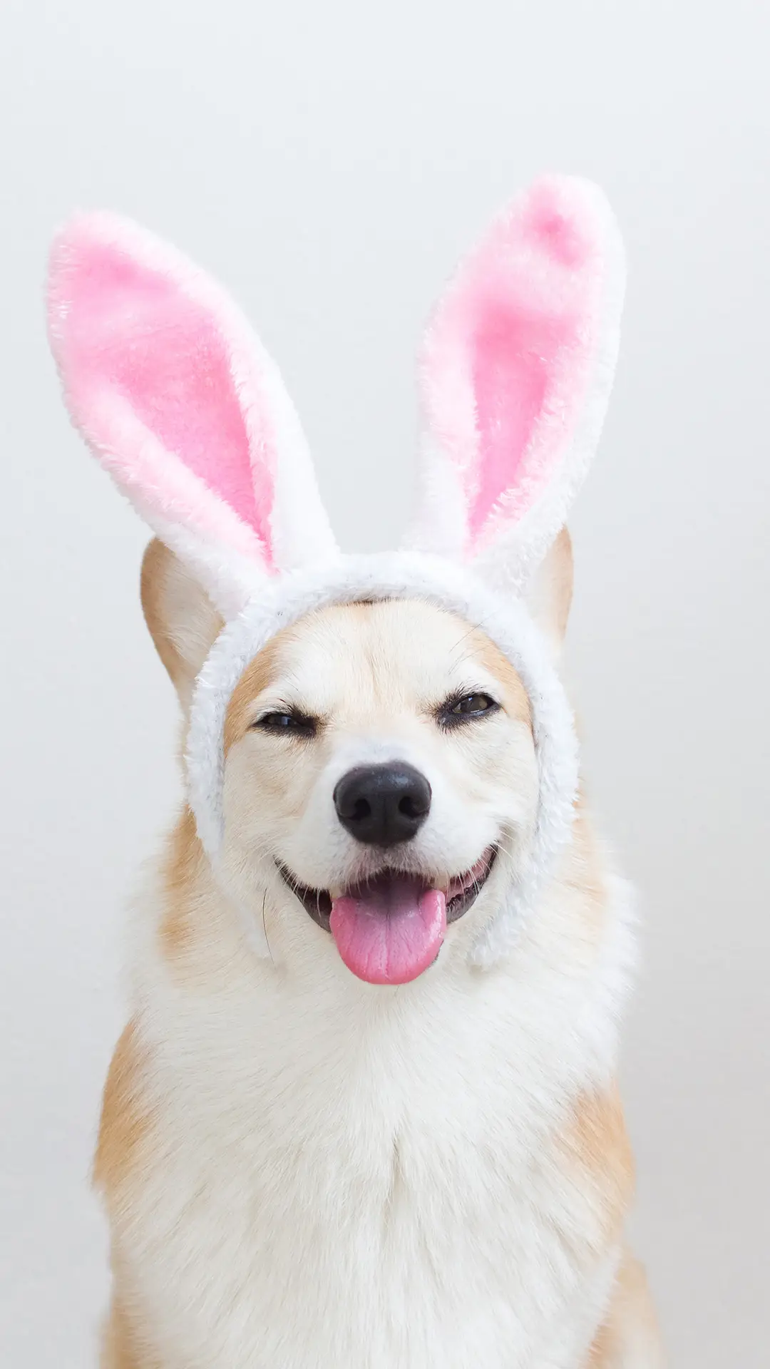 柯基-【视觉中国】 - Screenshot 1