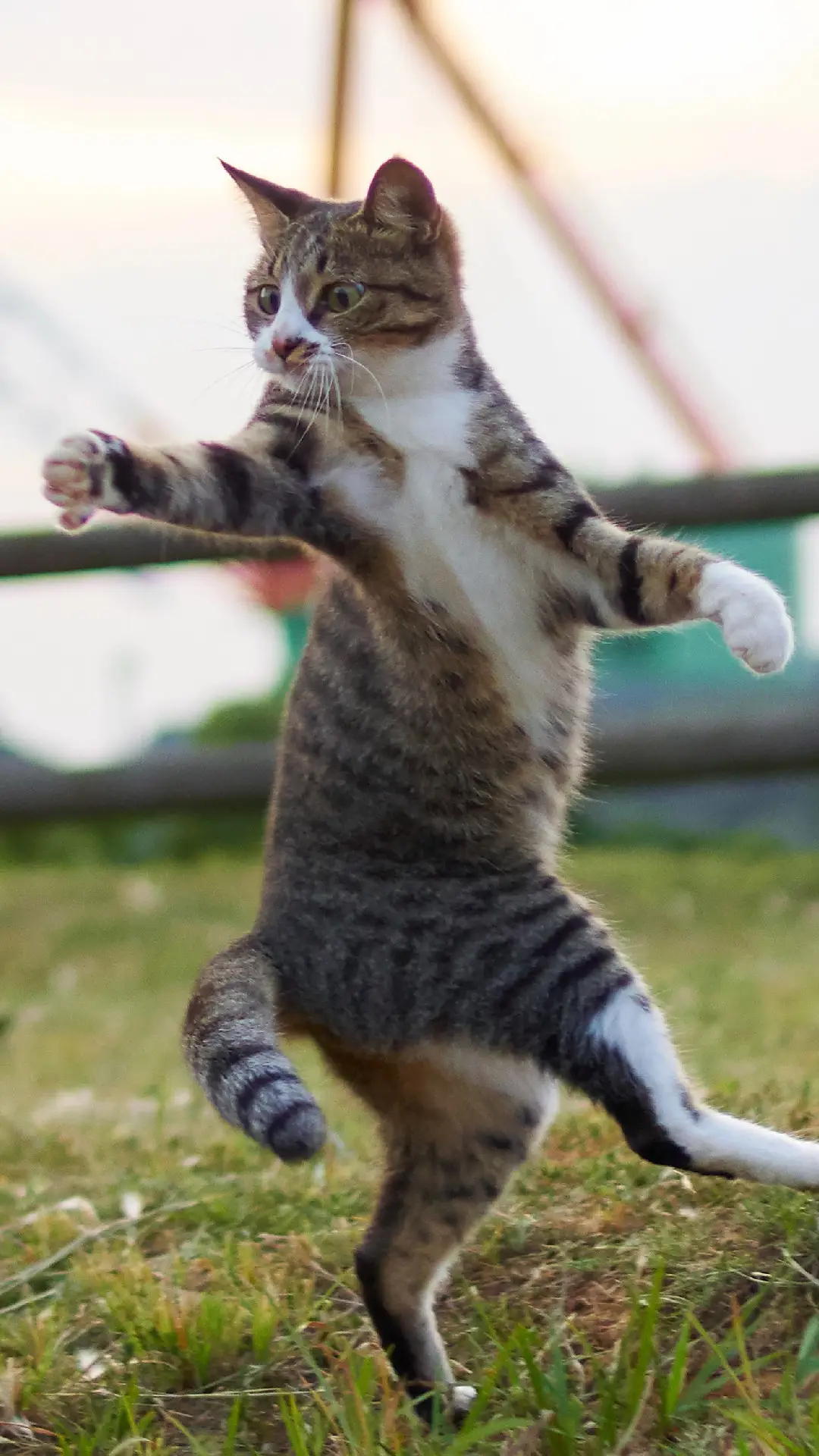 摄影师拍“功夫猫咪”大片