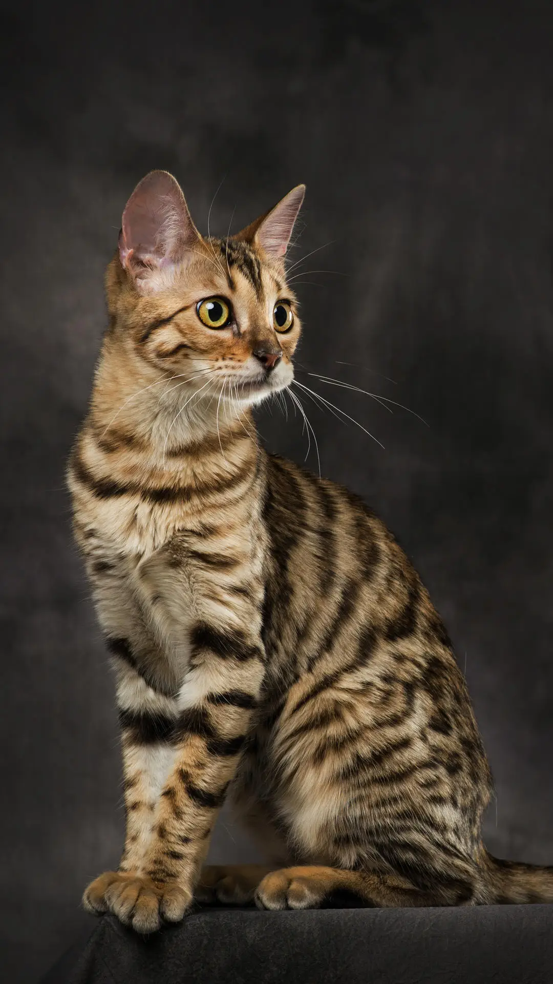 长相霸道的喵星人