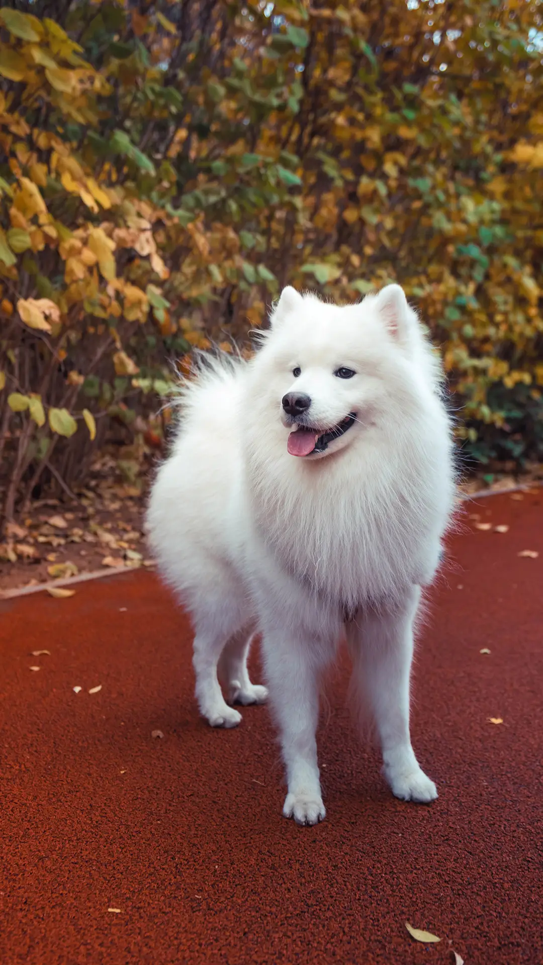 别把狗狗的微笑，想的那么复杂！ - Screenshot 1