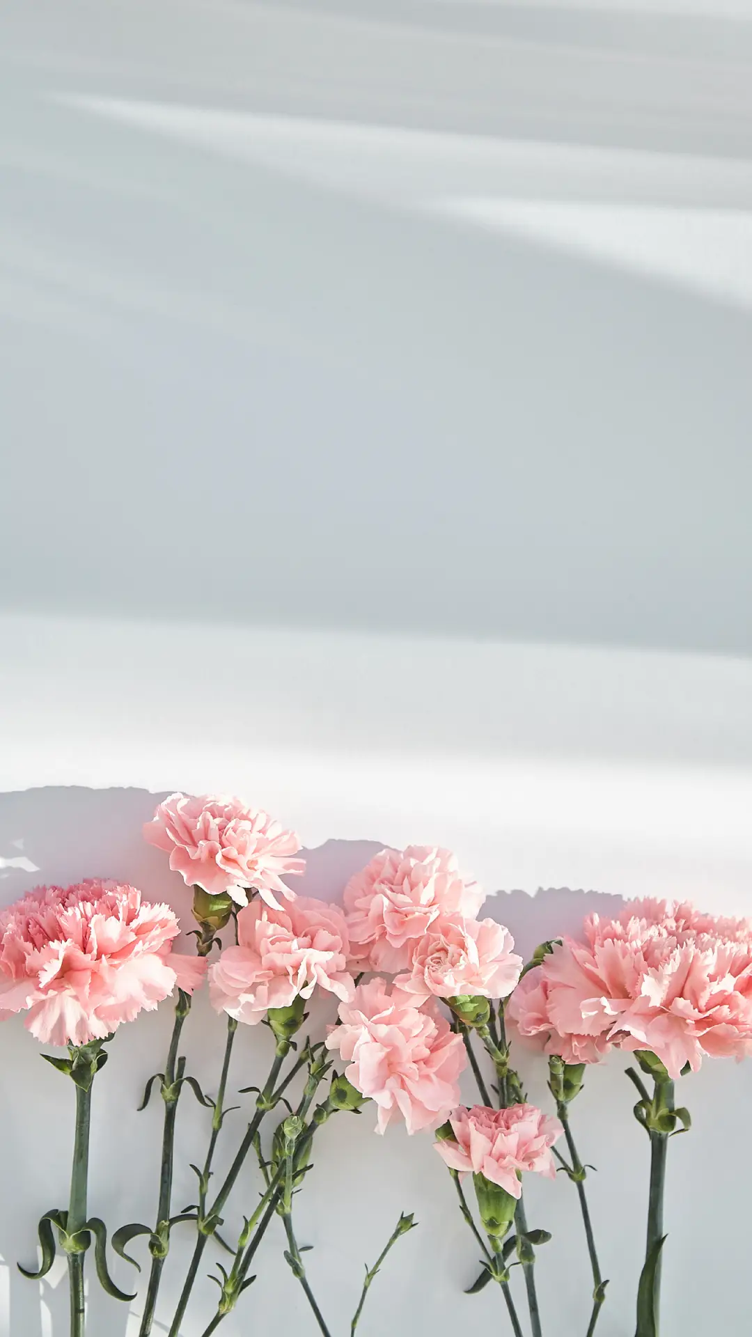 美丽的花朵-拍信图库