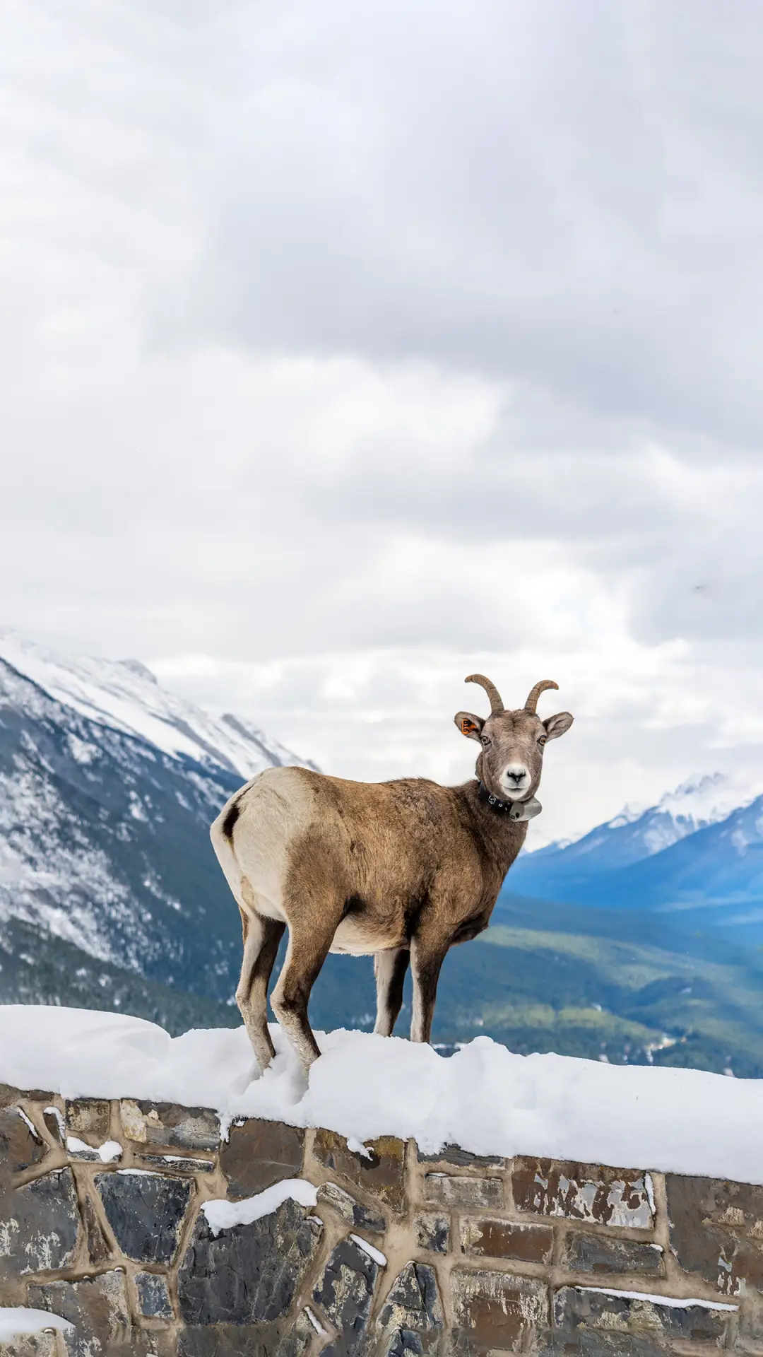 羊羊得意壁纸-锐景创意