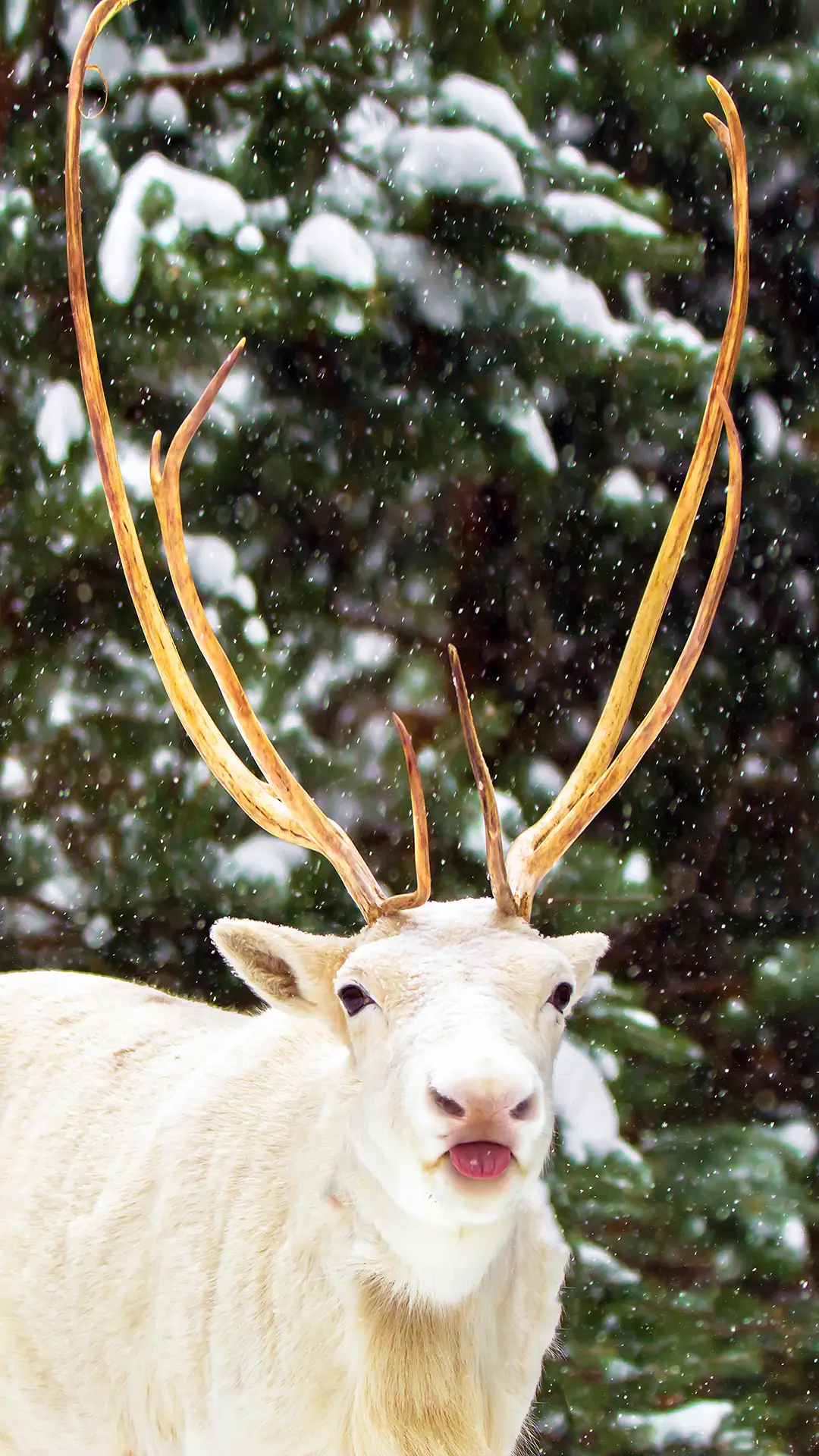 鹿的写真-拍信图库 - Screenshot 1
