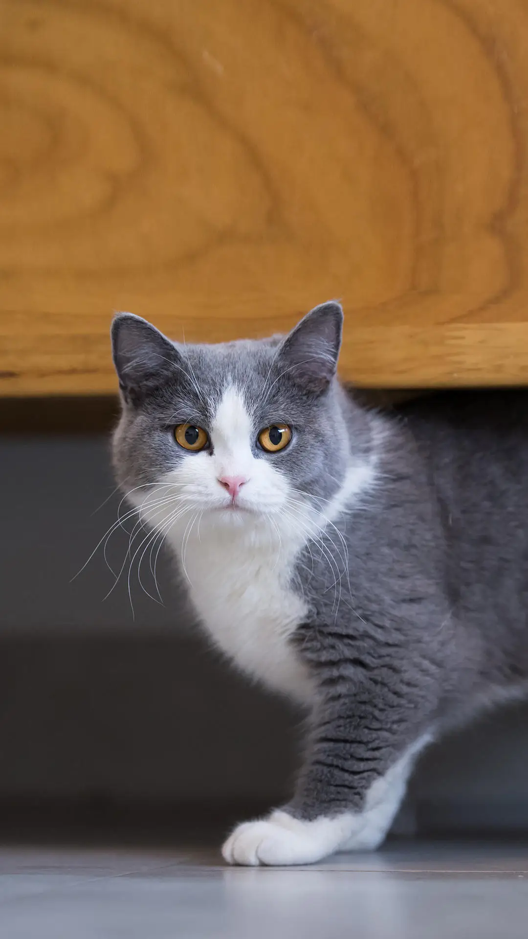 激怒喵星人的方法 - Screenshot 1