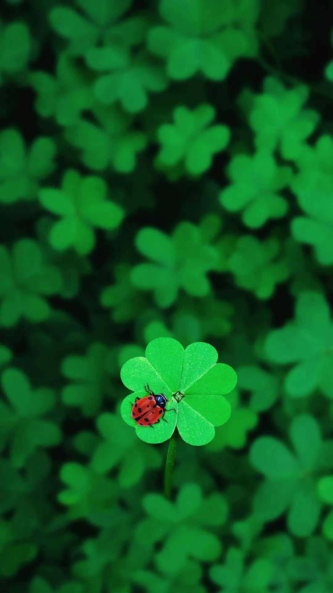 幸运四叶草-视觉中国 