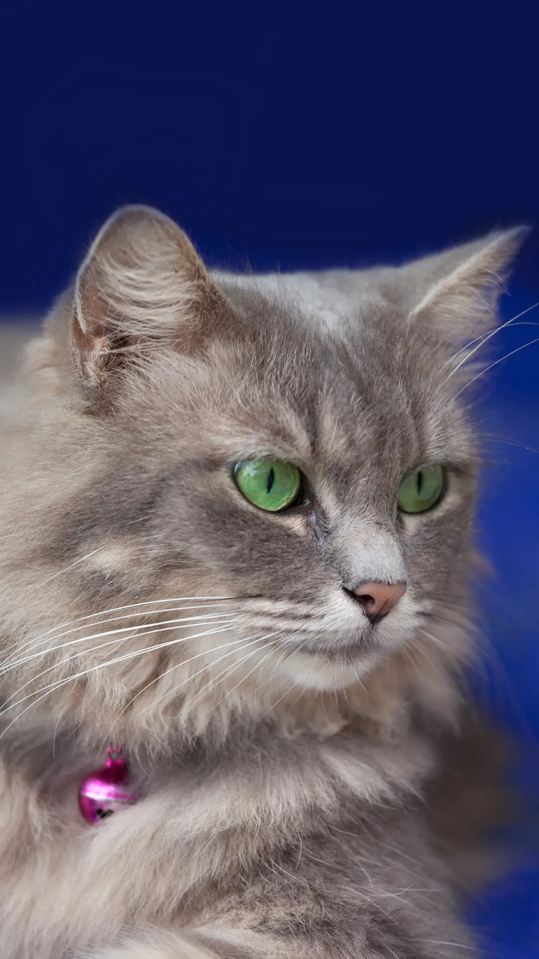 可爱猫咪-拍信图库