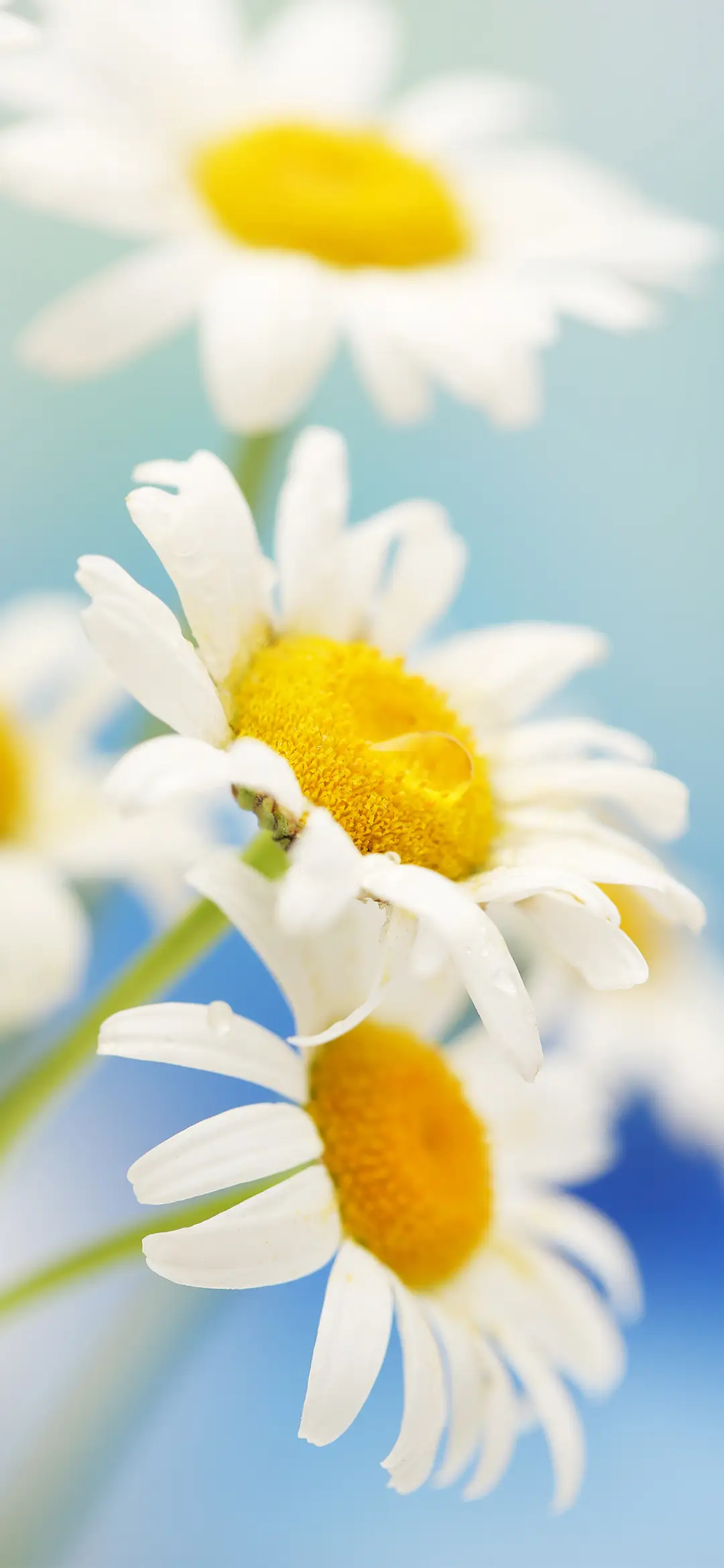 唯美简约小雏菊壁纸-锐景创意