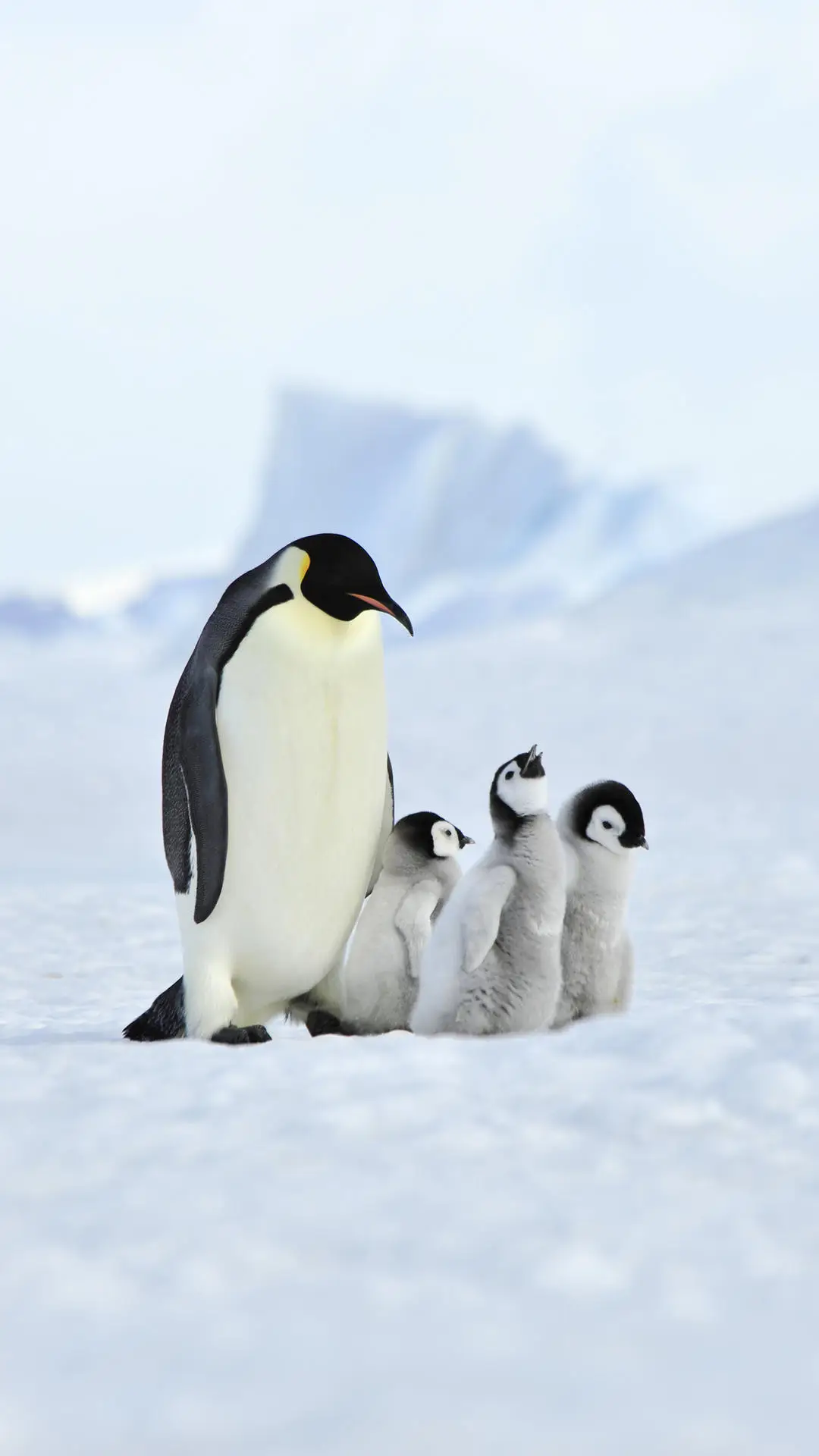 南土著居民企鹅