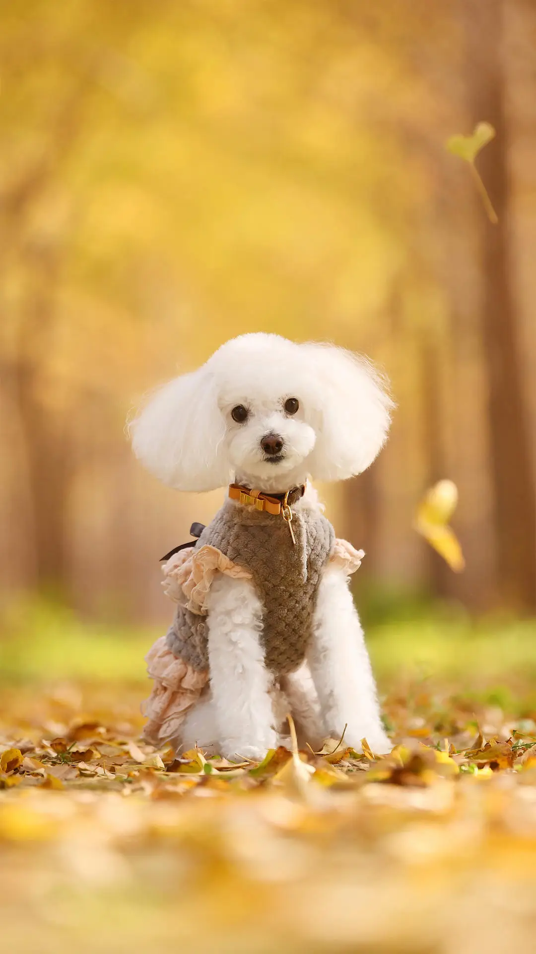 宠物狗的美毛攻略