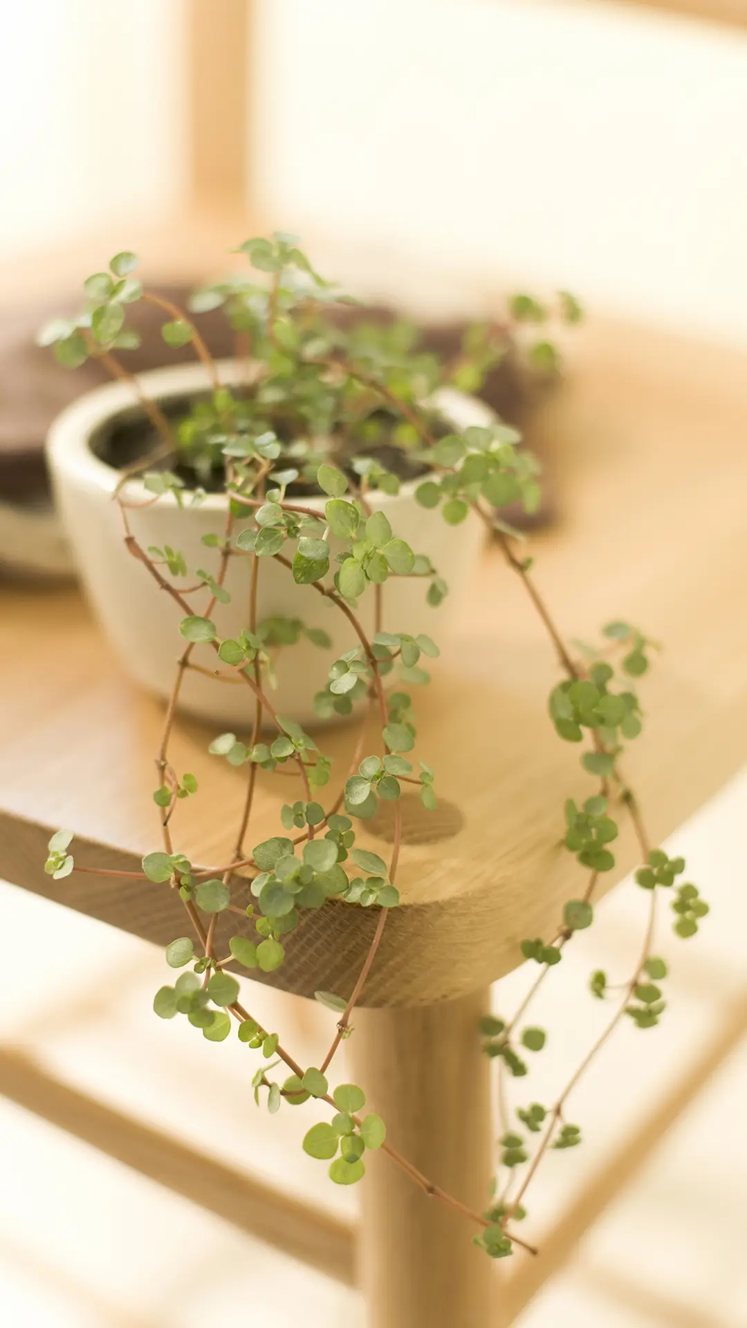 居家绿植的美 - Screenshot 1