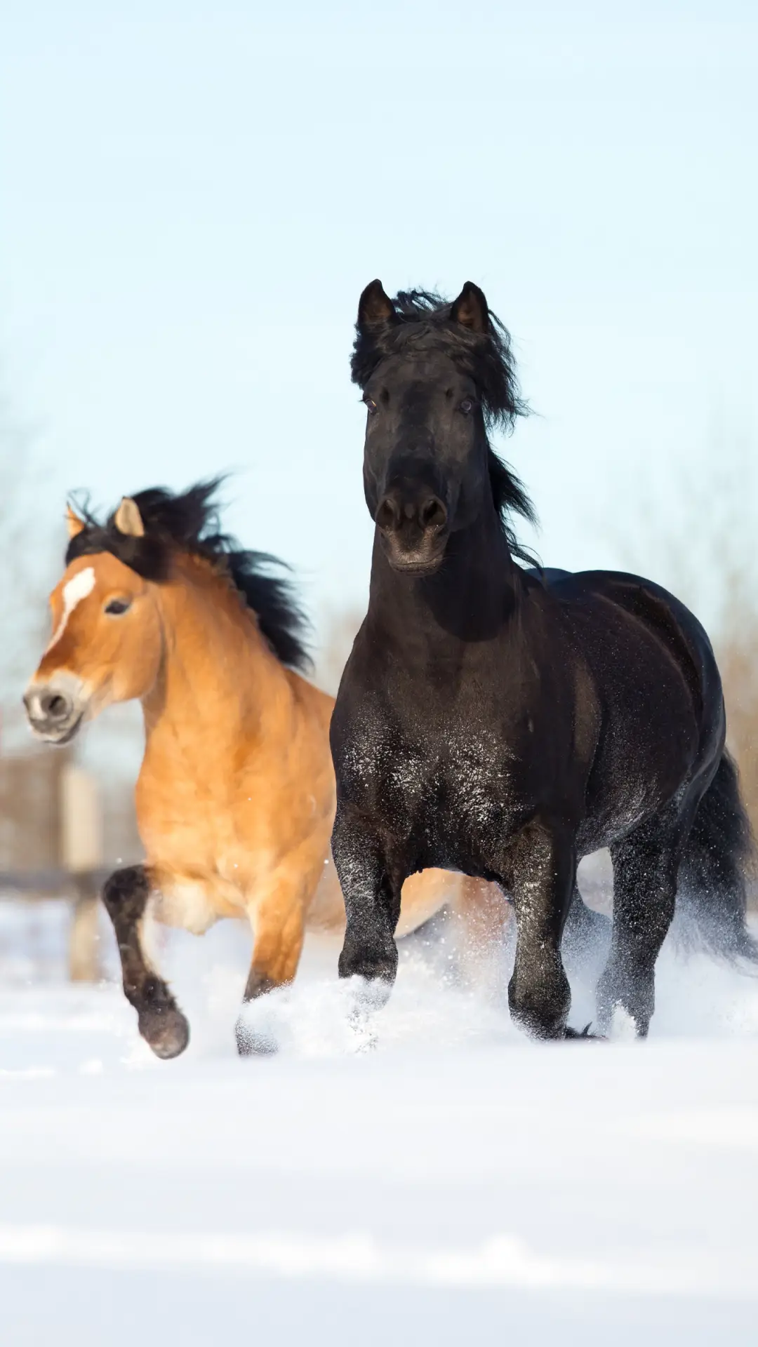 野生动物-拍信图库