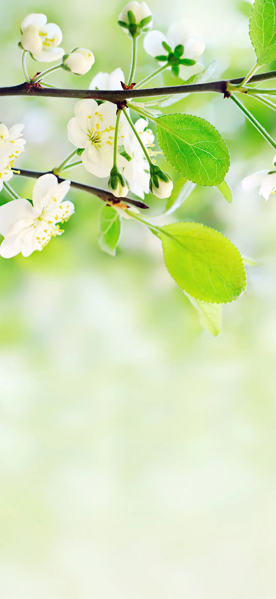 小清新护眼唯美梦幻简约壁纸-锐景创意