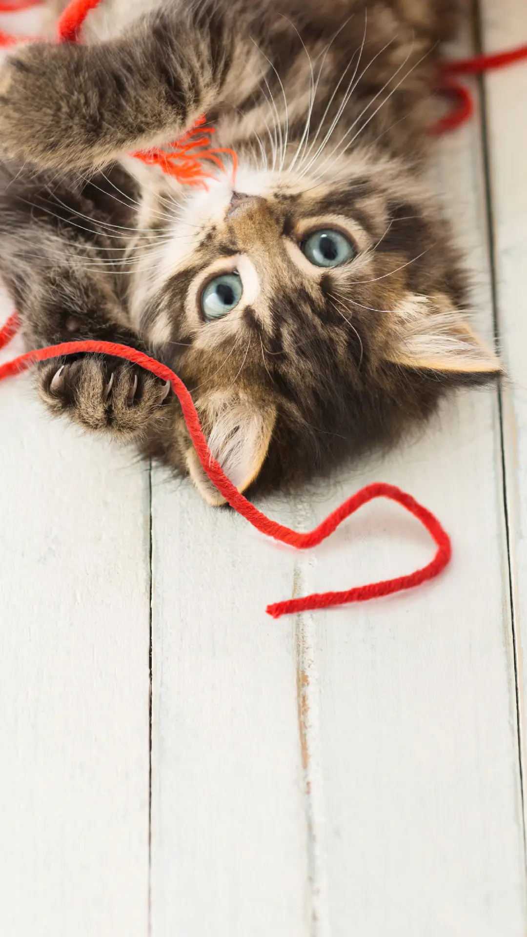 伤不起！我家的猫是处女座 - Screenshot 1