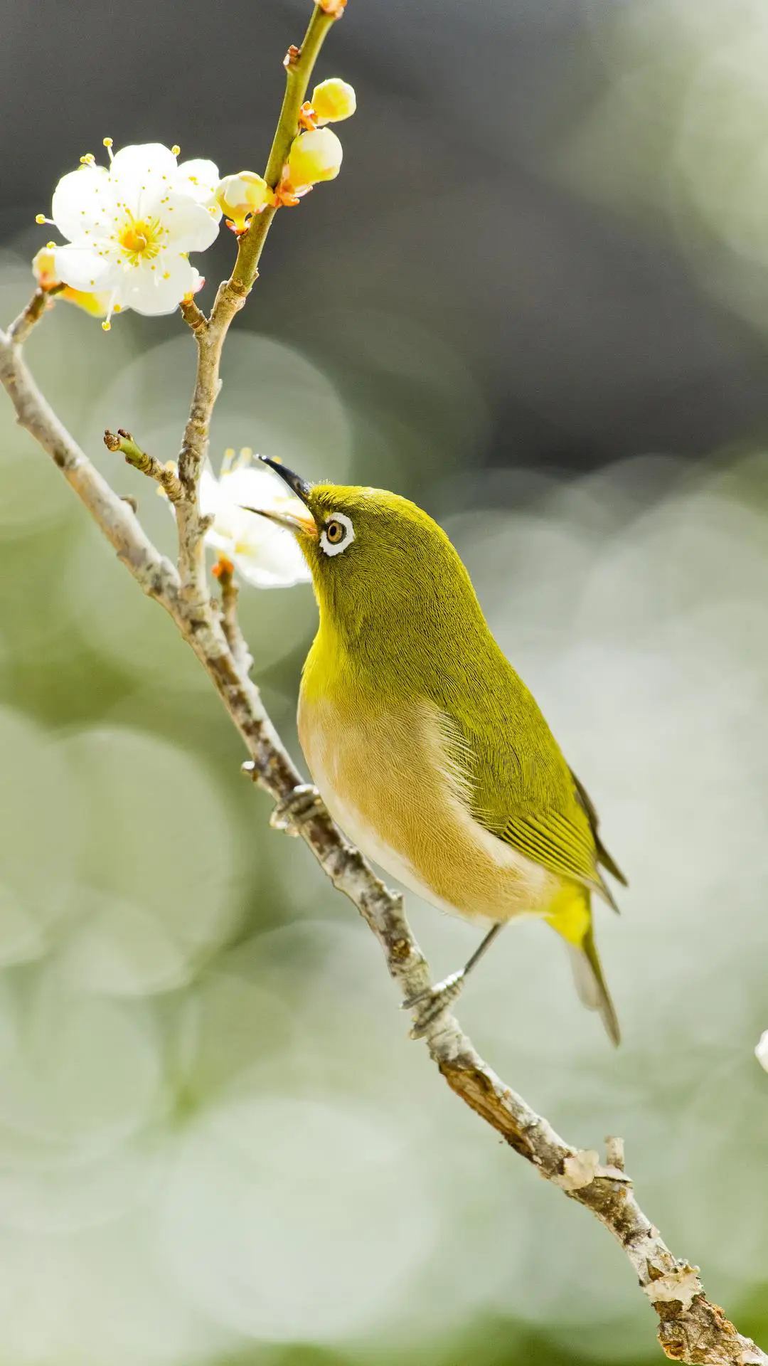 青葱年华-视觉中国