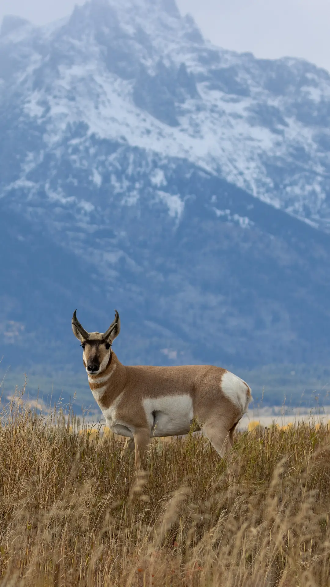 羊羊得意壁纸-锐景创意 - Screenshot 1