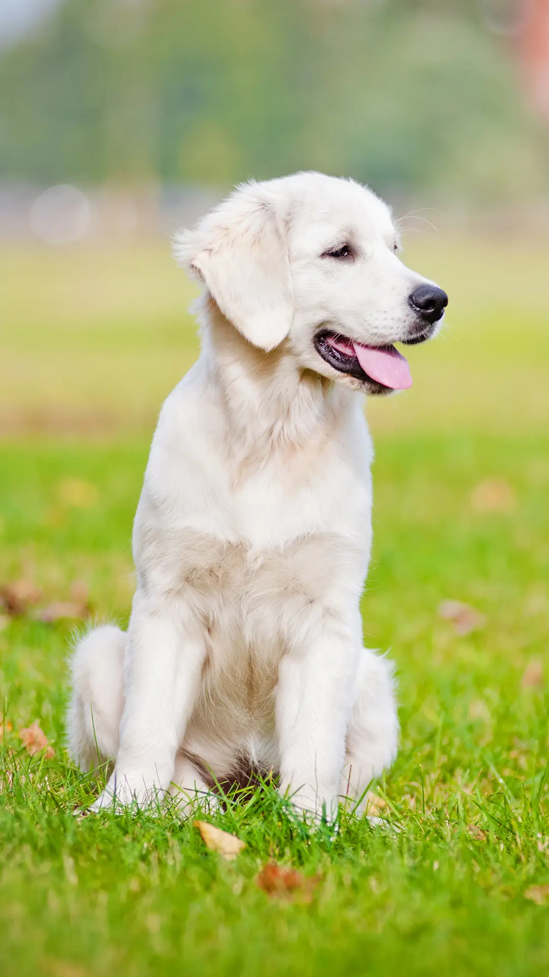 狗狗的肠胃护理