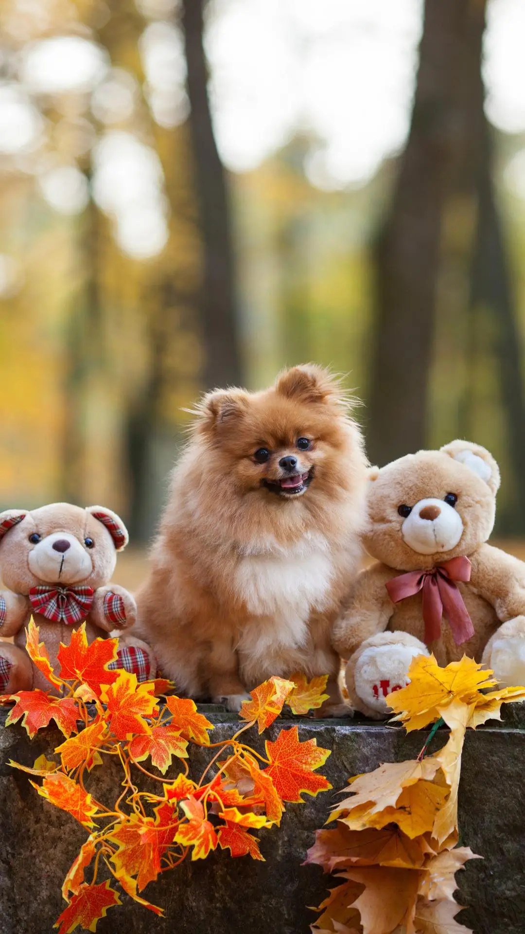 狗狗的可爱怪癖