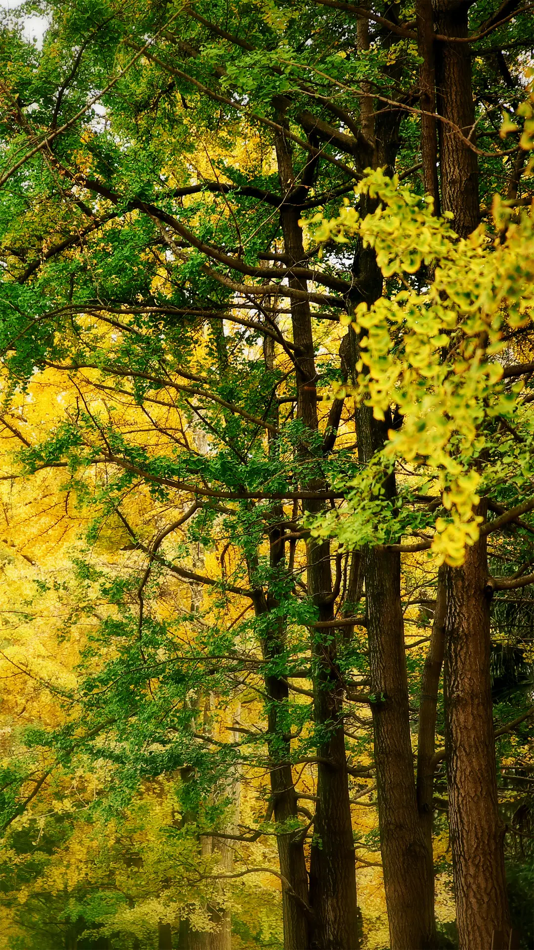 昆明医科大学-王致远-参赛-银杏