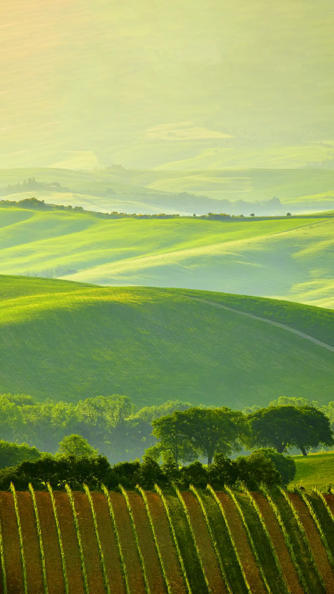 清新护眼-拍信图库
