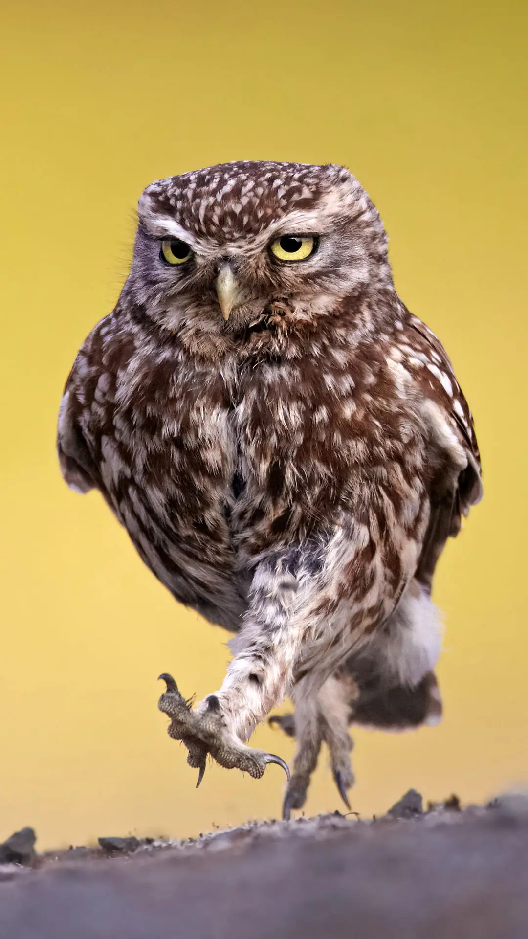 猫头鹰”将军“ - Screenshot 1