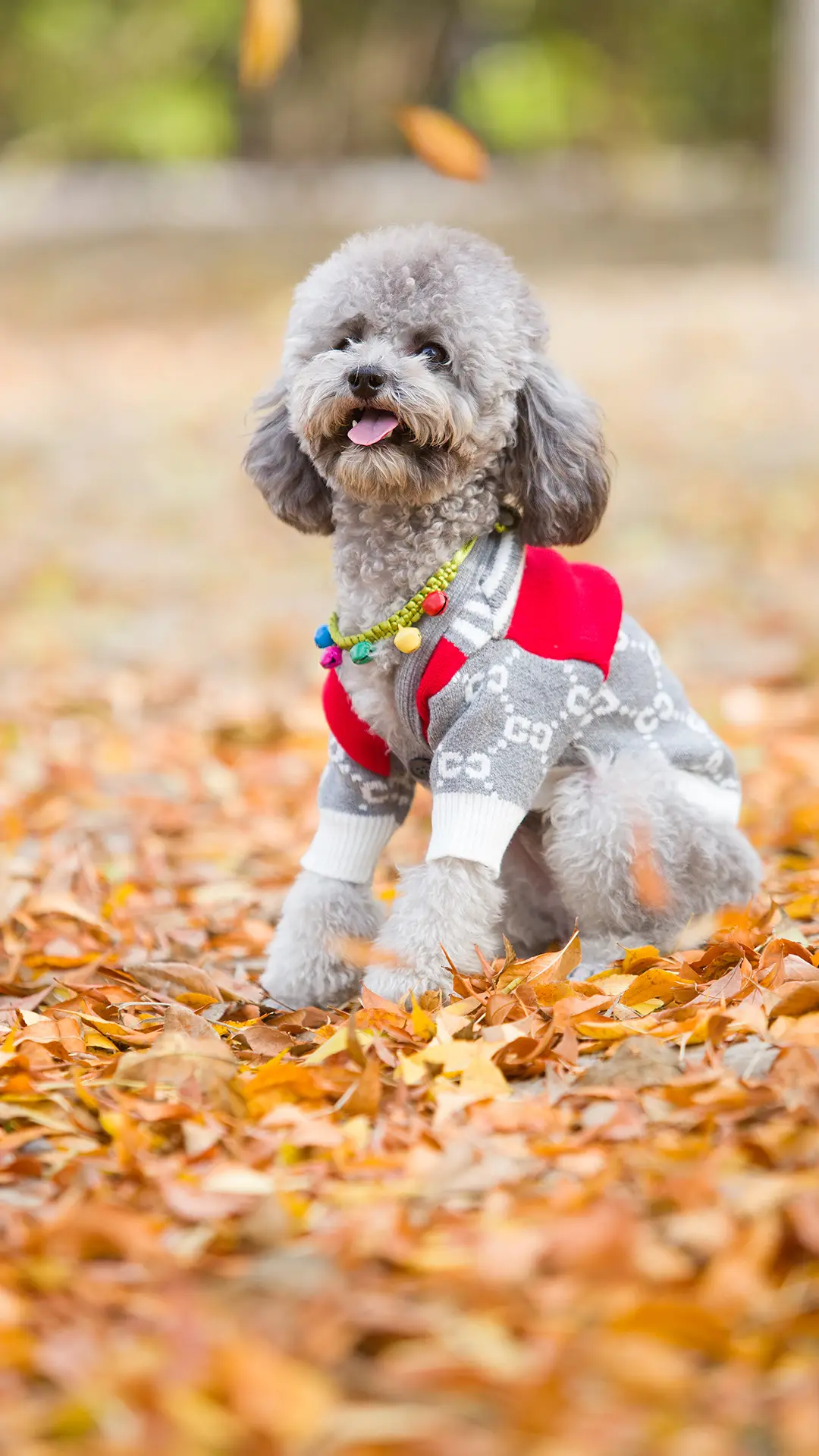 汪星人如何正确补钙 - Screenshot 1