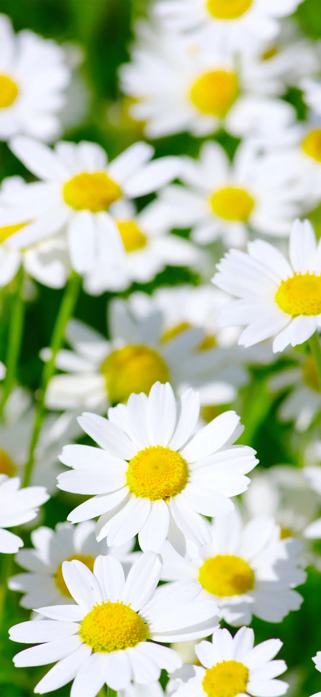 小清新小雏菊壁纸-锐景创意