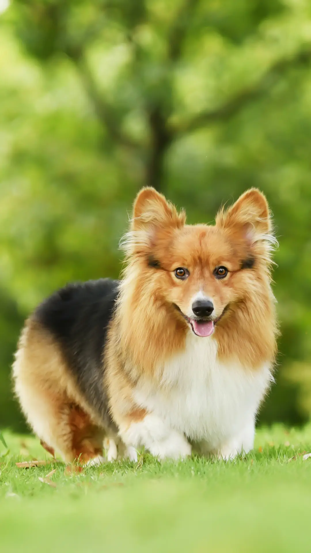 给狗狗刷牙有多重要 - Screenshot 1