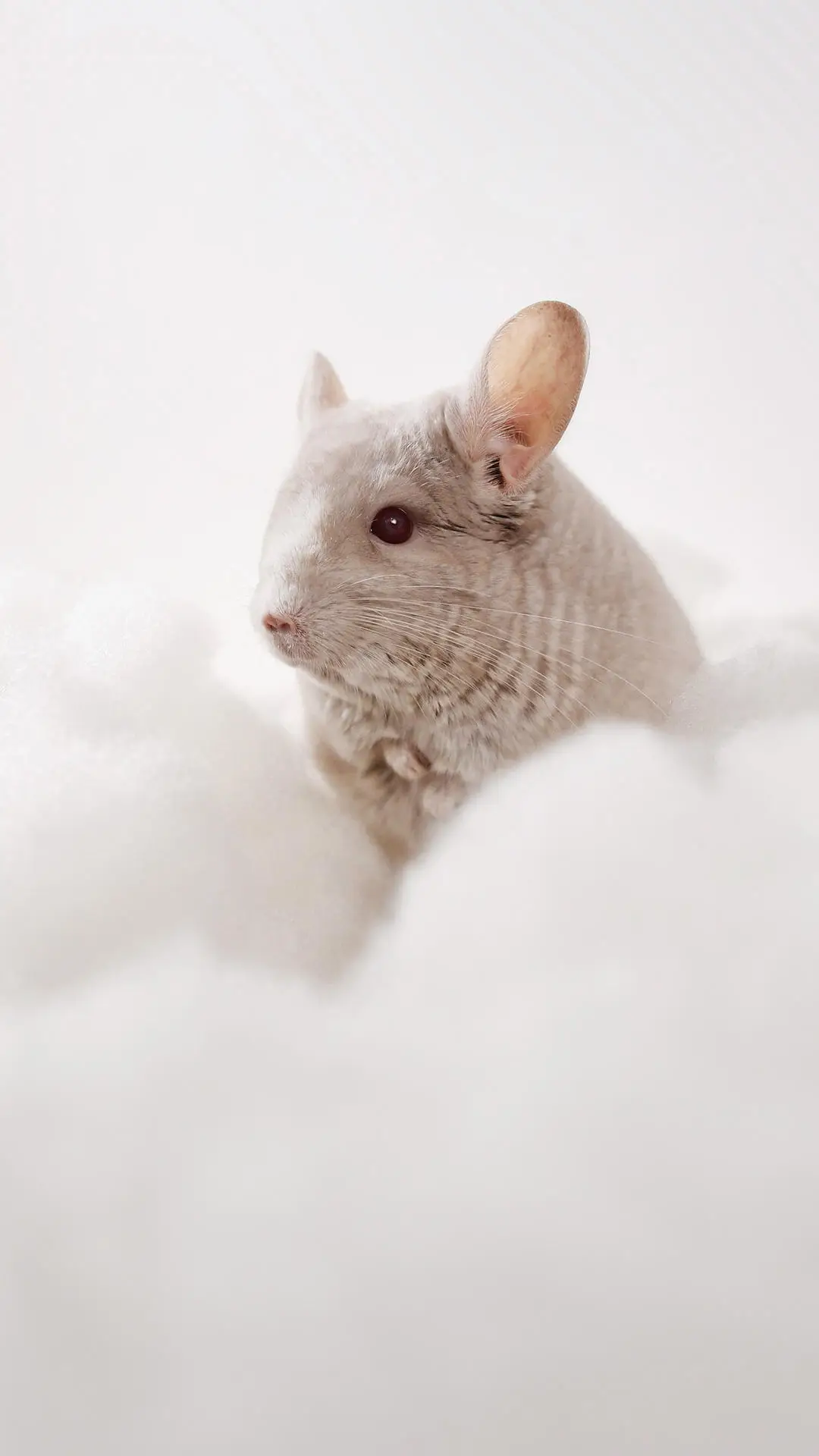 龙猫冬天怎么养