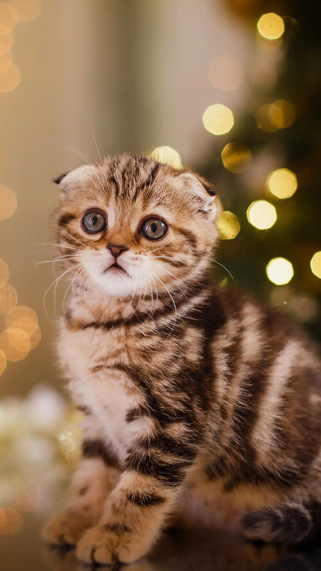 可爱猫咪-拍信图库 - Screenshot 1