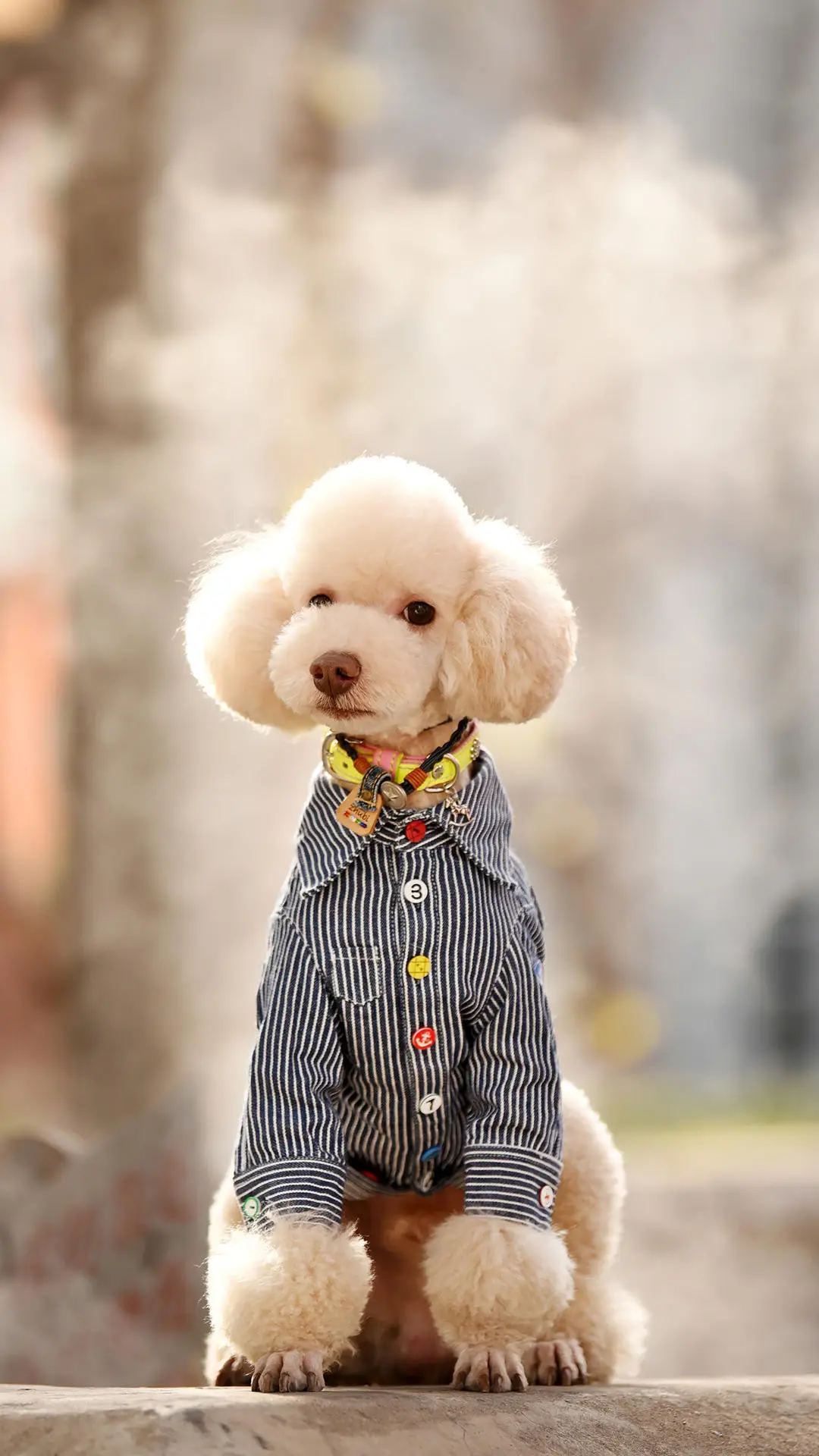 狗狗能不能吃糖？