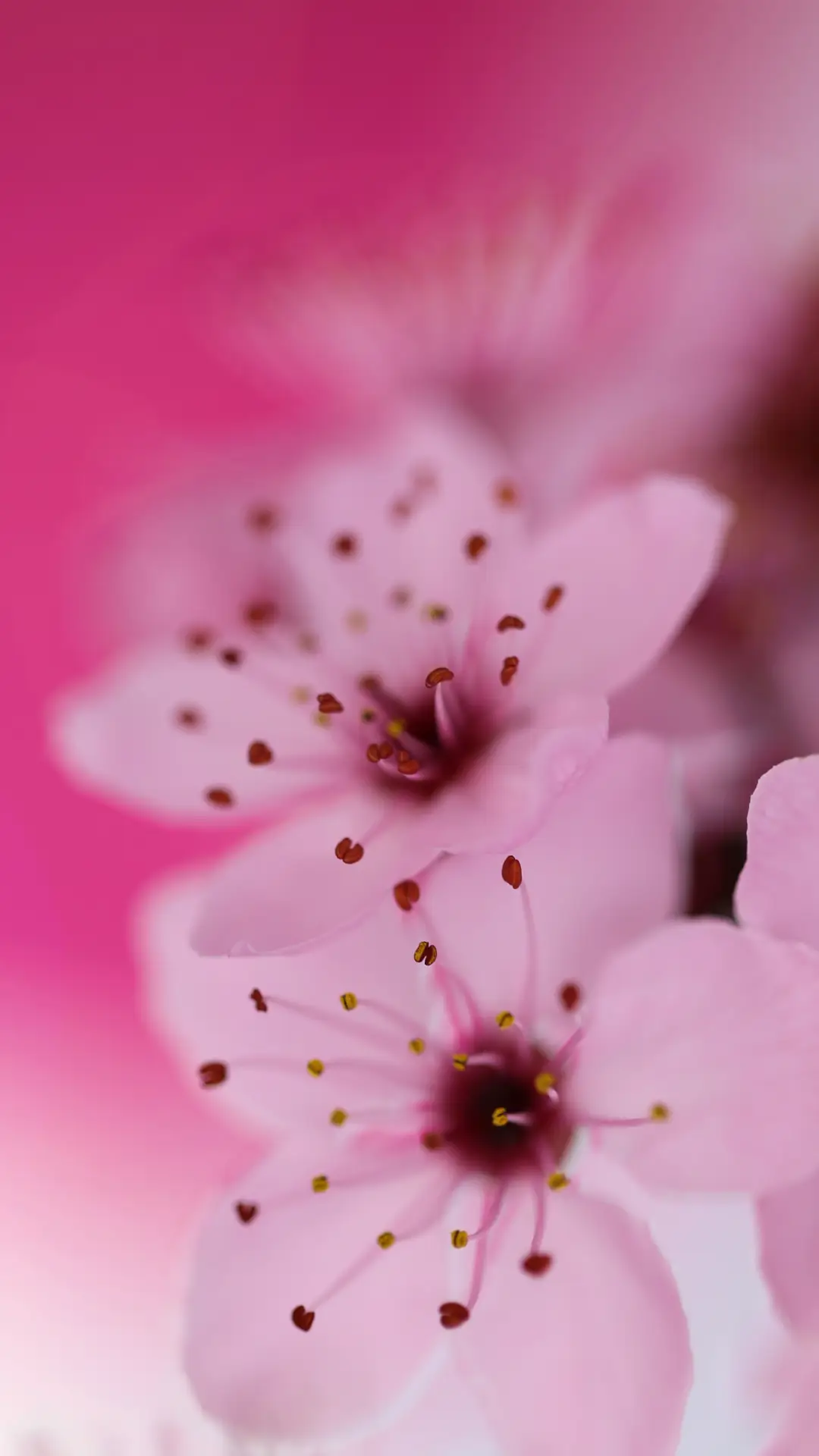 美丽的花朵-拍信图库 - Screenshot 1