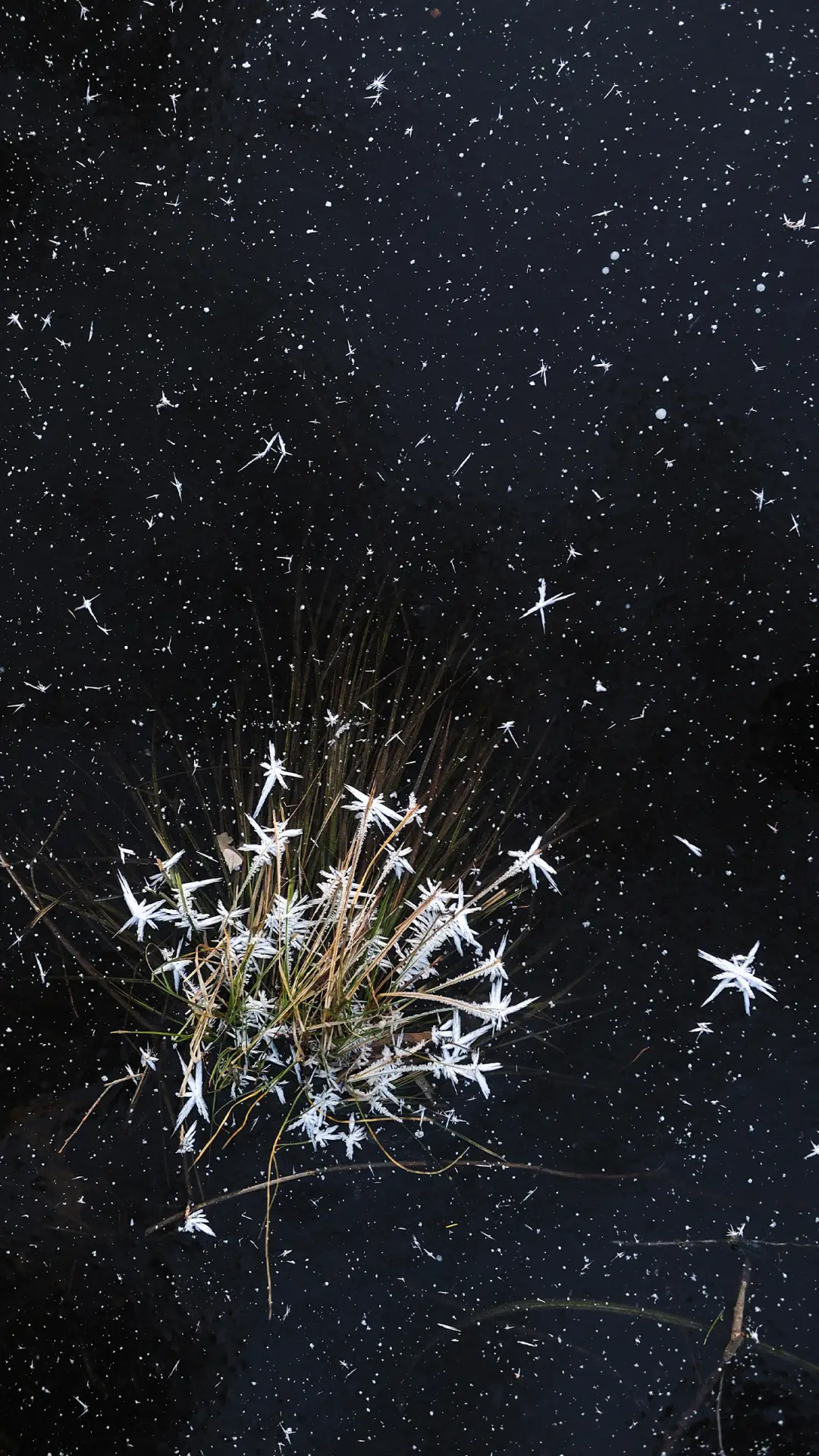 治愈壁纸-拍信图库 - Screenshot 1