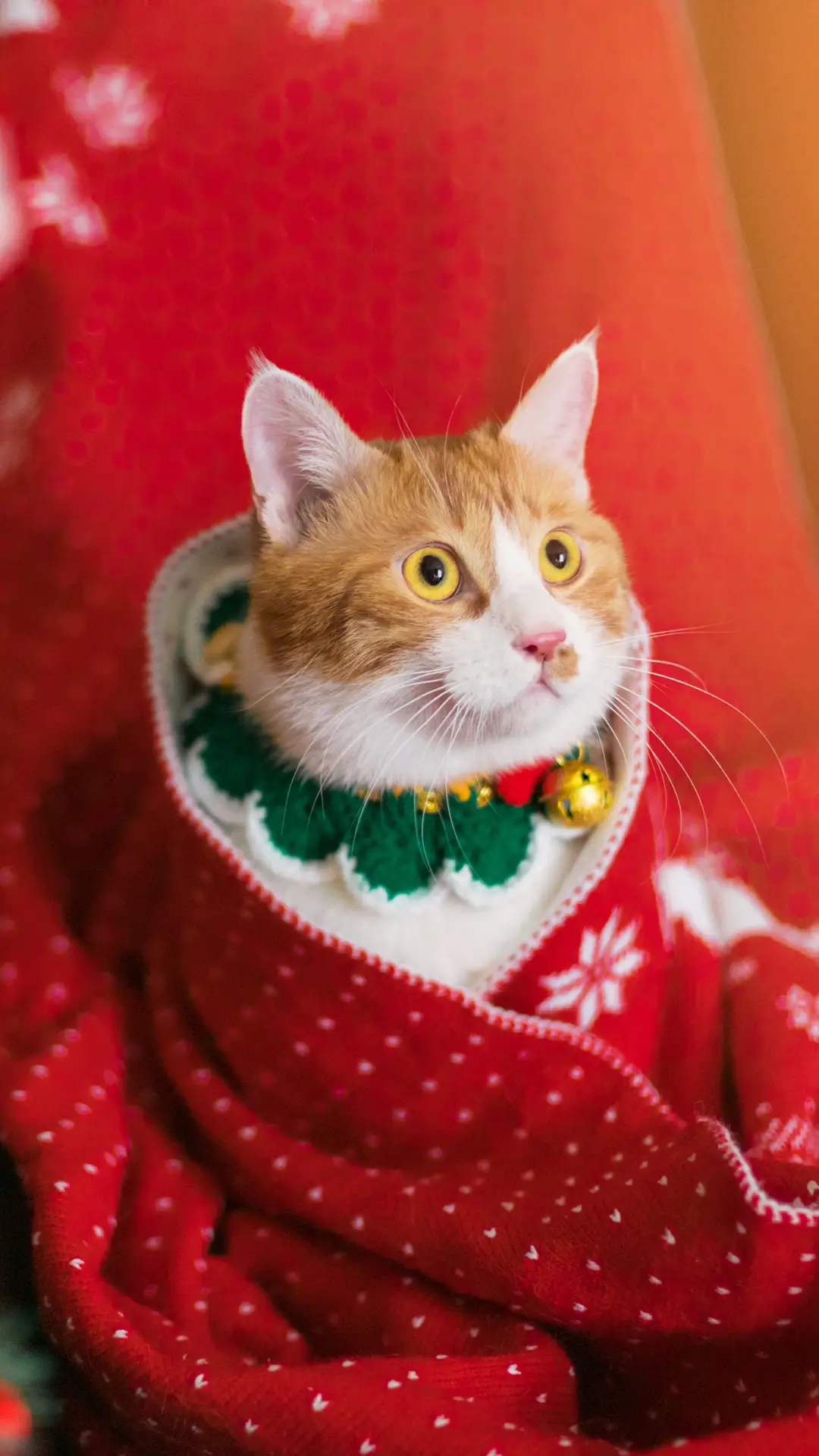 盘点关于猫咪的雷点