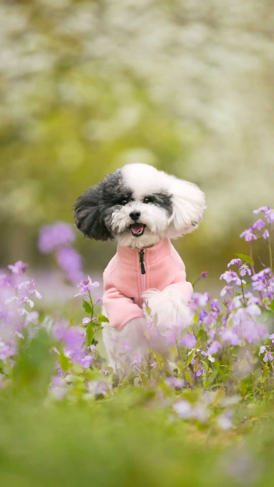 养狗需要准备些什么