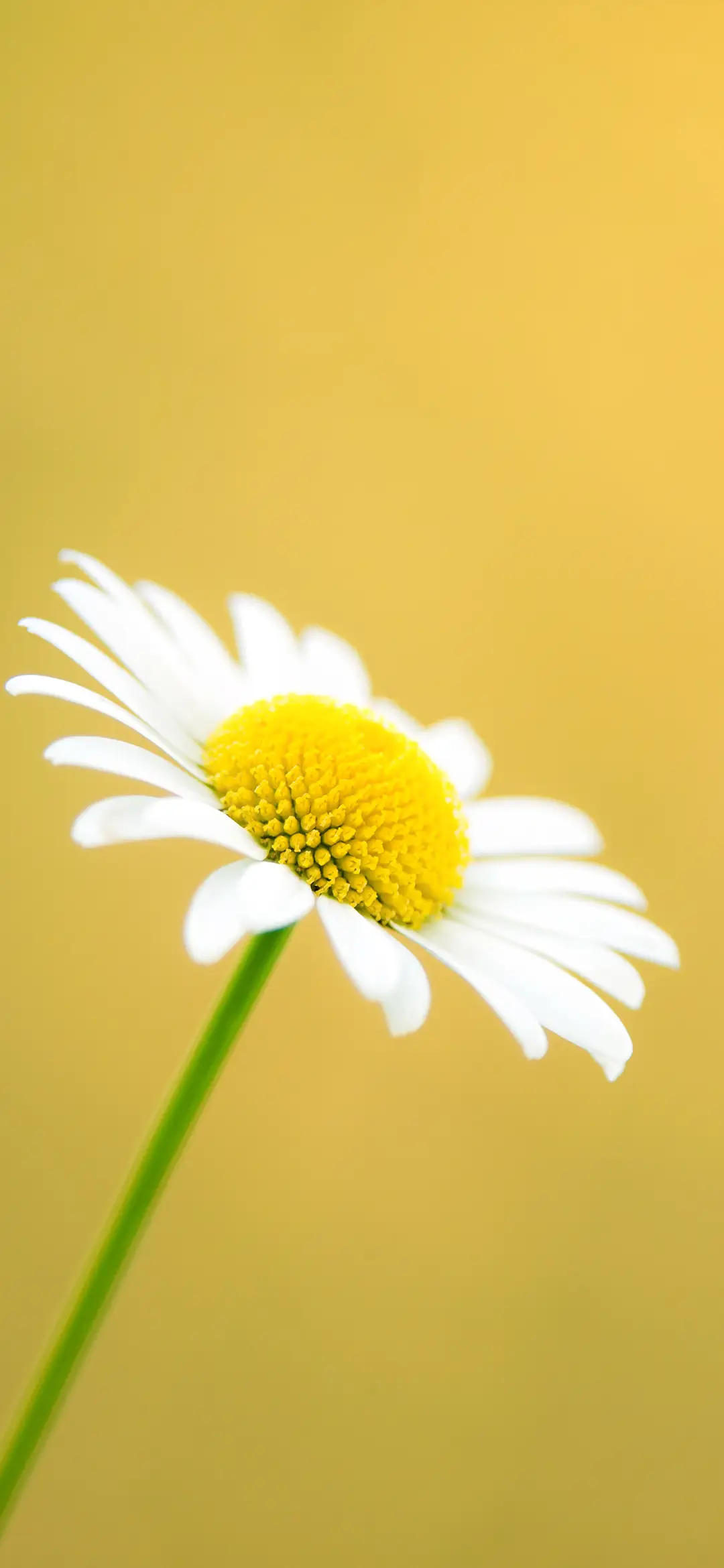 小清新花朵壁纸-锐景创意 - Screenshot 1