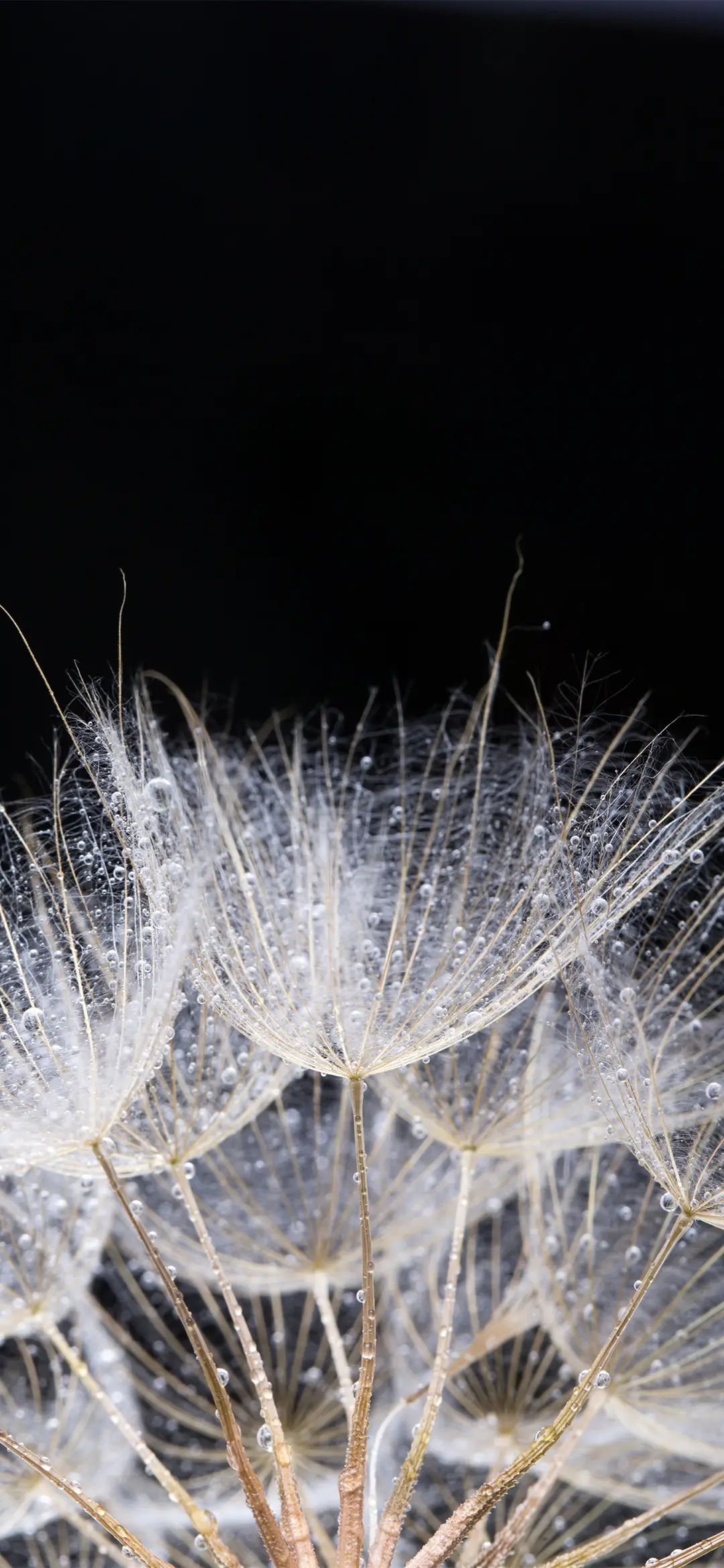 简约背景蒲公英壁纸-锐景创意