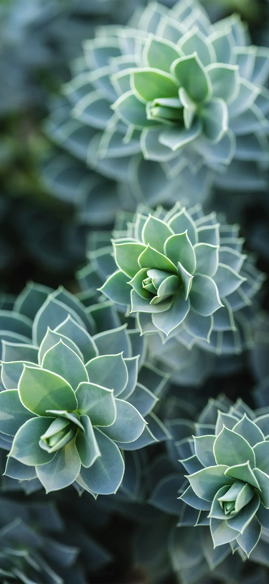 简约植物花卉壁纸-锐景创意