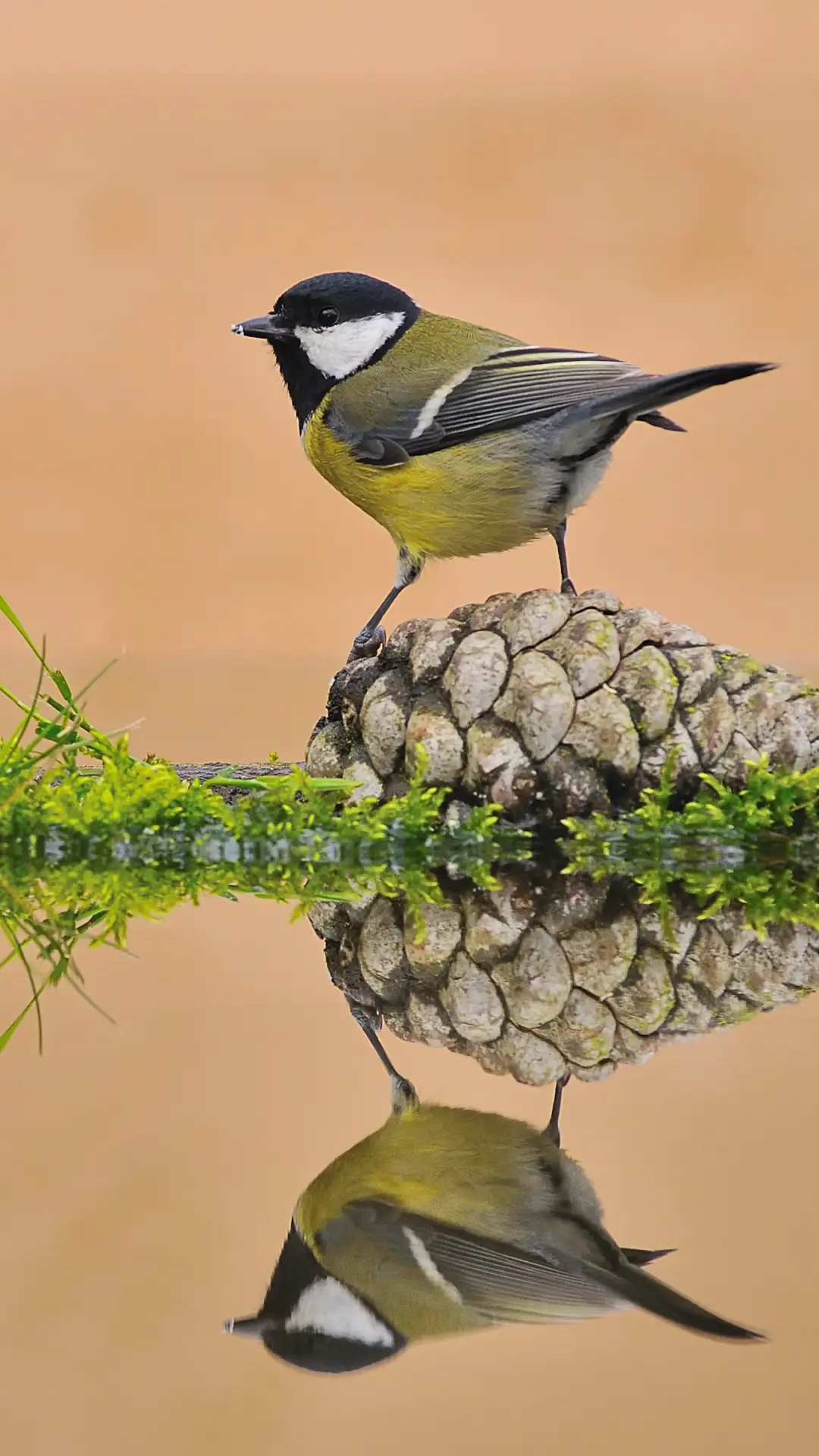 嘤嘤鸟鸣——拍信图库 - Screenshot 1
