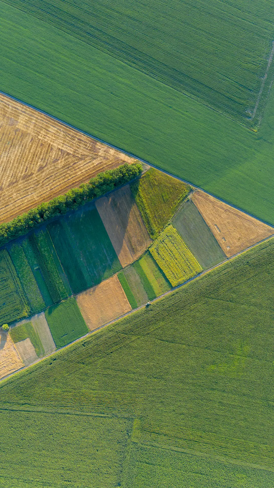 绿色护眼田野-拍信图库