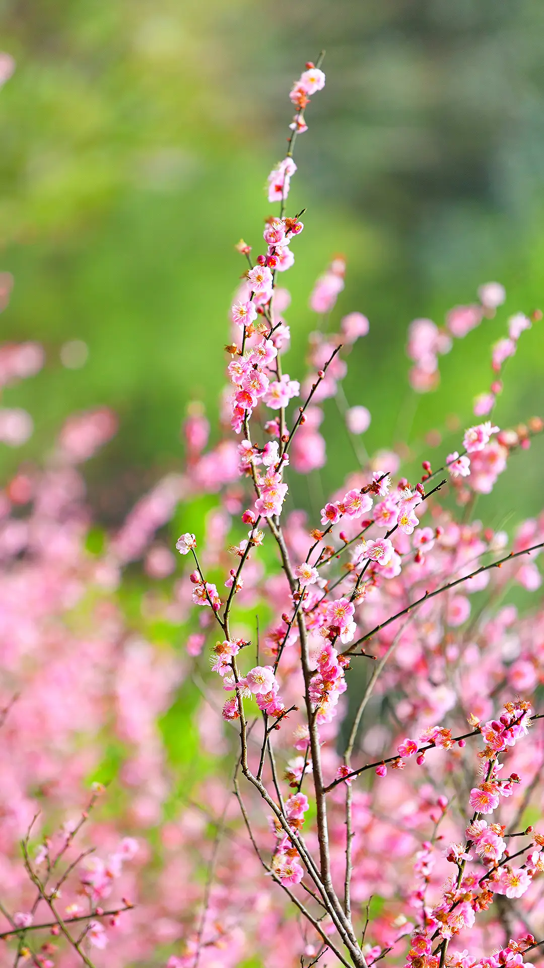 春意浓浓-拍信图库 - Screenshot 1